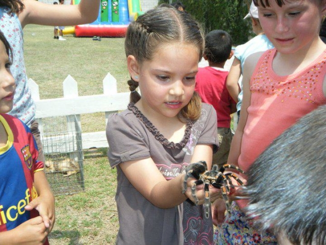 enchufe con animales